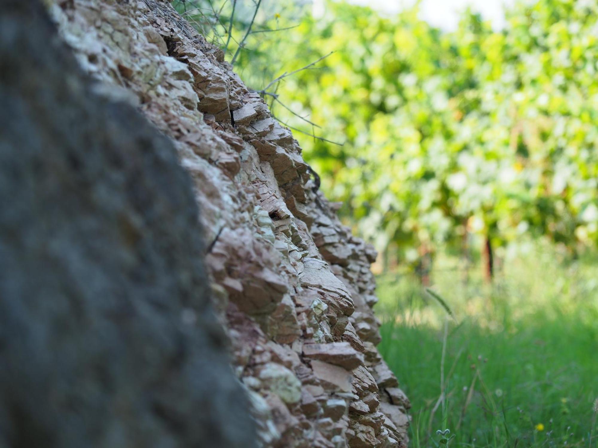 Azienda Agricola Ca' Lunga Cinto Euganeo Exteriör bild