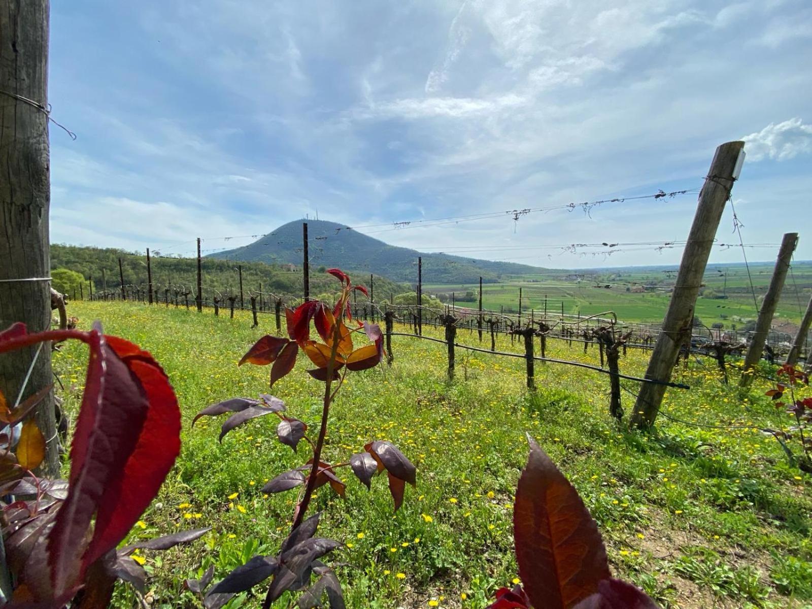 Azienda Agricola Ca' Lunga Cinto Euganeo Exteriör bild