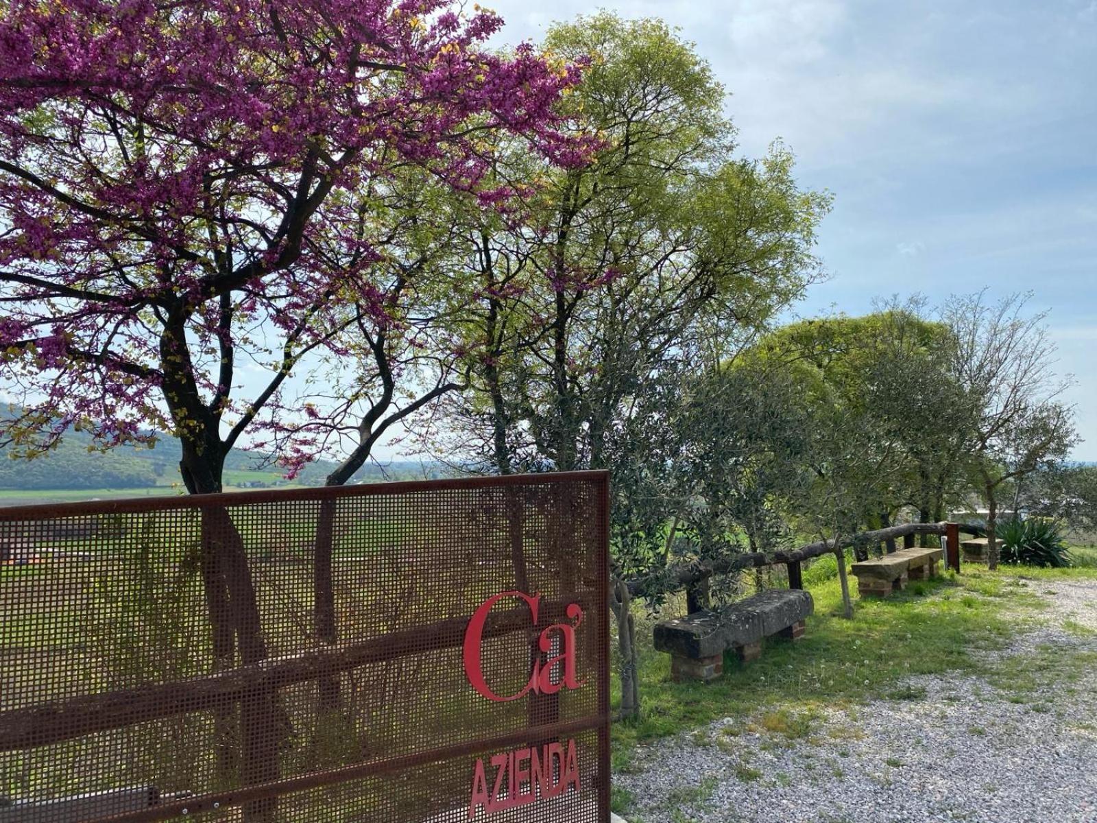 Azienda Agricola Ca' Lunga Cinto Euganeo Exteriör bild