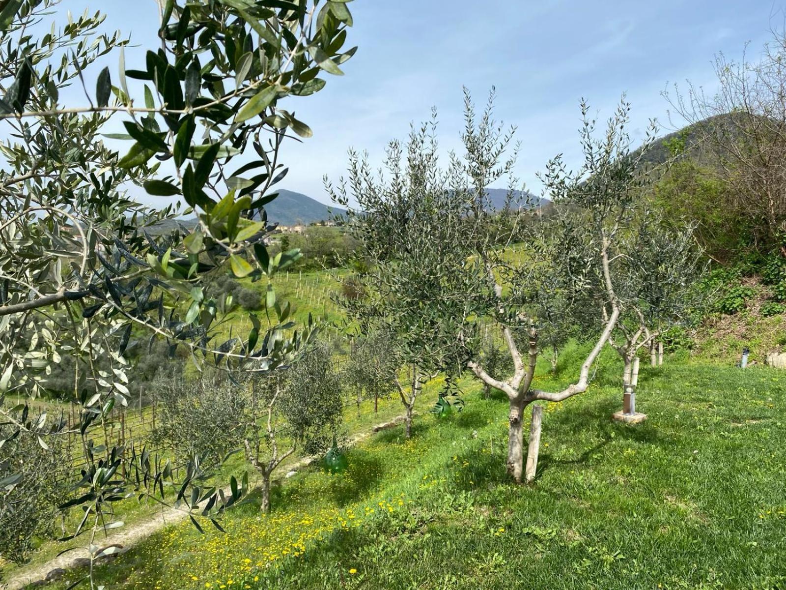 Azienda Agricola Ca' Lunga Cinto Euganeo Exteriör bild